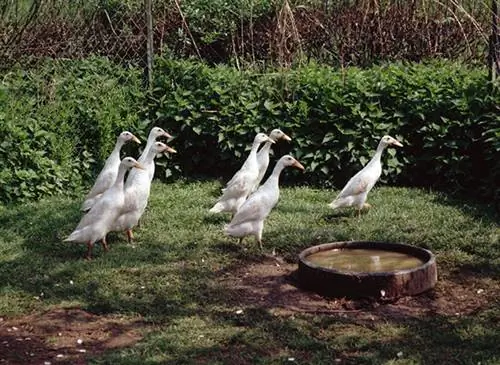 Индийский бегун, чертовски нескладный