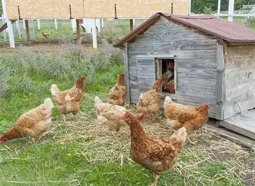 Курица, курятник, петух, петухи, домашняя птица, домашняя птица, скотный двор, мелкий домашний скот