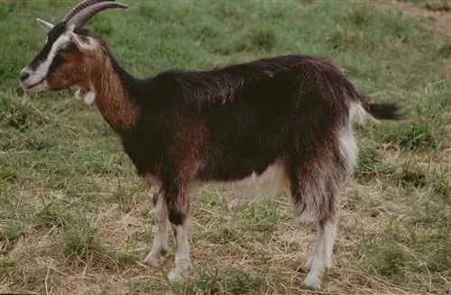 Успешное выращивание домашней козы