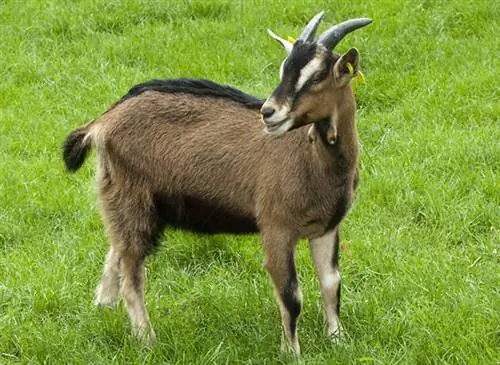 Козы нашей деревни