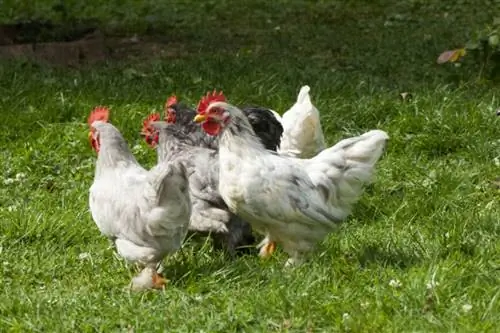Карликовые куры в саду