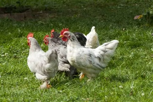 Характеристика и выбор 6 кур-несушек