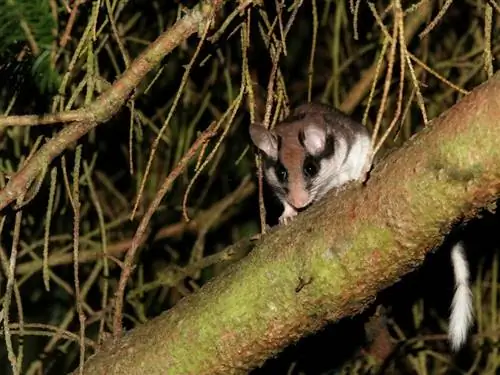 обыкновенная икра на дереве