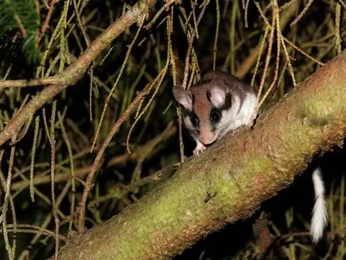 Фауна сада: все, что нужно знать о леро