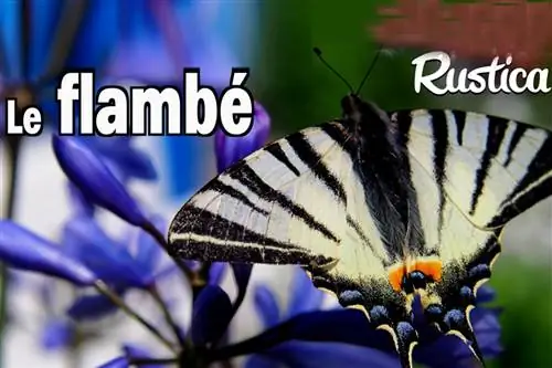 Бабочка наших садов: фламбе (Iphiclides podalirius)