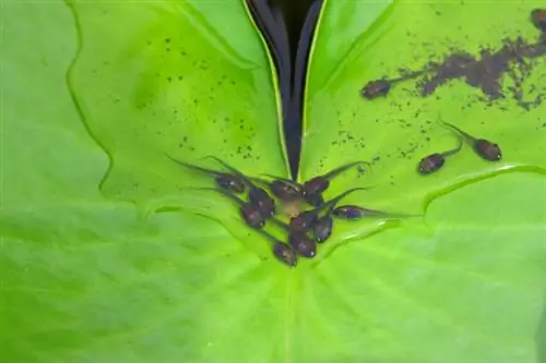 Головастики на листе