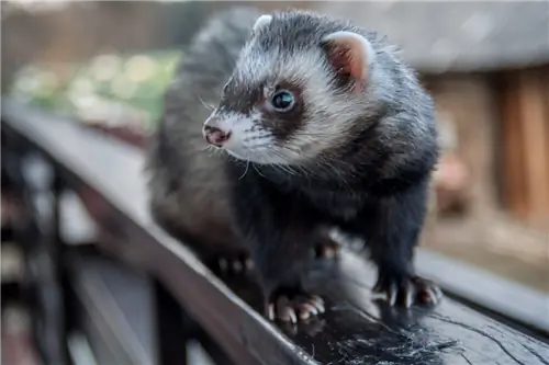 Возьмите себе хорька, игривого и умного питомца