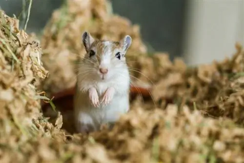Что нужно знать, чтобы вырастить песчанку