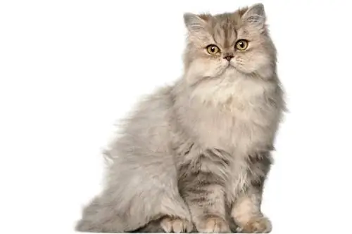 длинношерстный кот
