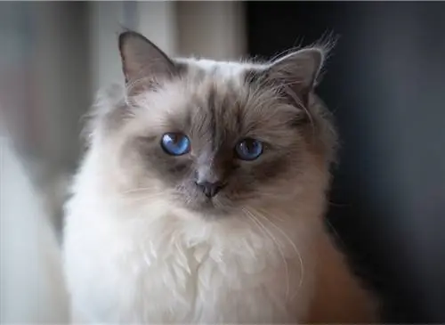 Священная бирманская кошка
