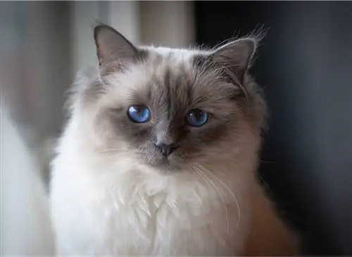 Кошка: как вырастить бирманскую кошку?