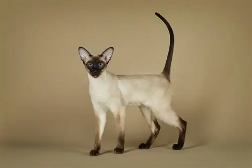 Ориентальная сиамская кошка