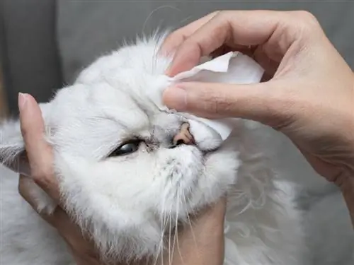 кот с конъюнктивитом