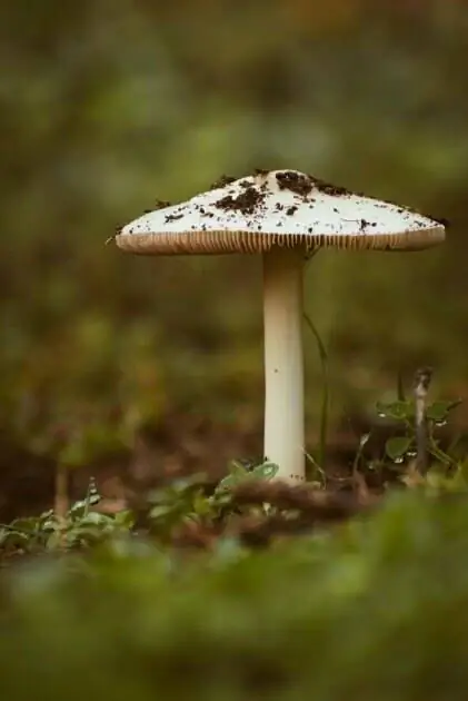 Amanita phalloides: самый смертоносный гриб в мире Amanita phalloides: самый смертоносный гриб в мире