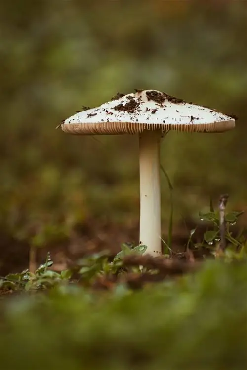 Amanita phalloides: самый смертоносный гриб в мире