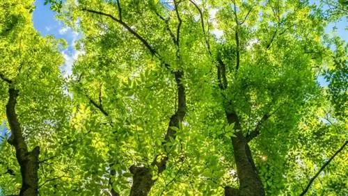 Помечтайте на мгновение благодаря восточному парку Молеврие