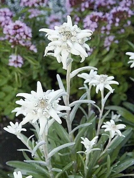 Эдельвейс (Leontopodium alpinum) встречается на лужайках, пастбищах, на скалах в высоких горах в Юре, Савойе, Верхней Савойе, Дофине, Нижне-Альпских Альпах, Приморских Альпах и Пиренеях.