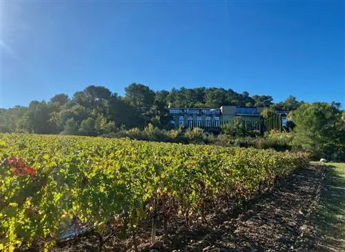 Сады шеф-повара: от огорода к столу в Château La Coste