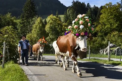 Дезальпы в Швейцарии