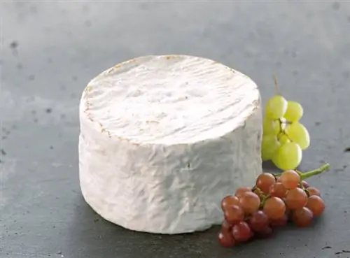 Сыры из наших регионов: AOC chaource