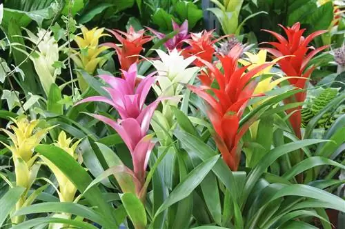 Культура Гузмании: все, что вам нужно знать