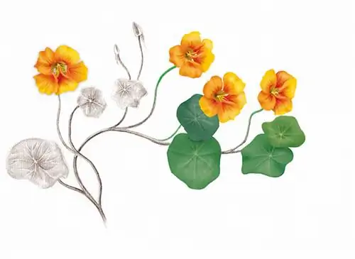 Ботаническая тарелка: настурция (Tropaelum majus)