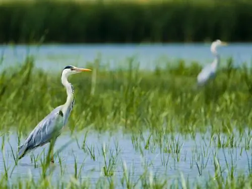 серая цапля на болоте
