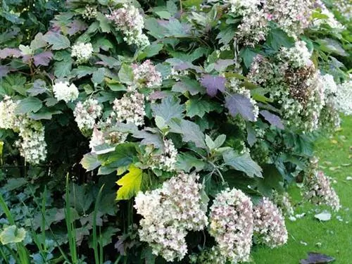 Гортензия Hydrangea Quercifolia