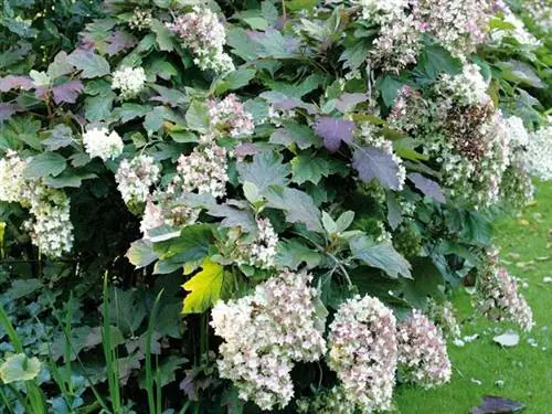 Самые красивые кустарники лета: гортензия quercifolia