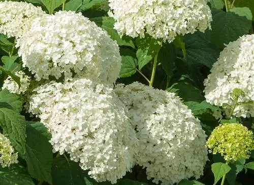 Удачная обрезка гортензии «Аннабель»