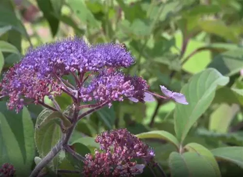 Гортензии: цветы в конце сезона