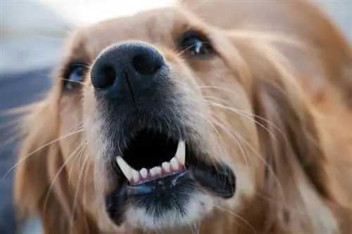 Лающая собака