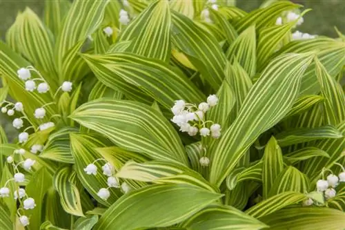 пестрый ландыш