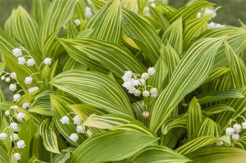 Правильные действия по делению и посадке ландыша