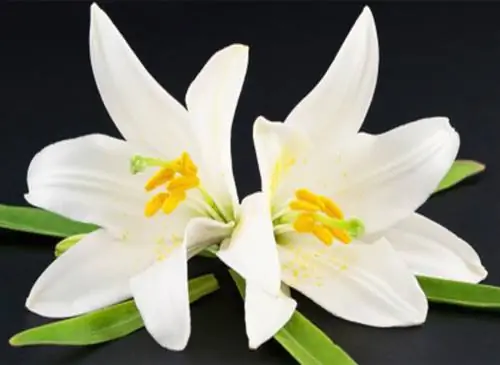 Посадите лилию Мадонны