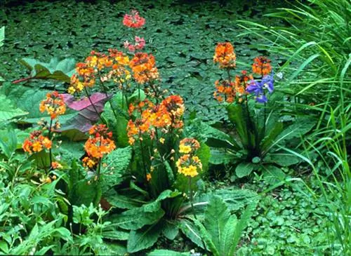 Примула пулетеана на берегу пруда