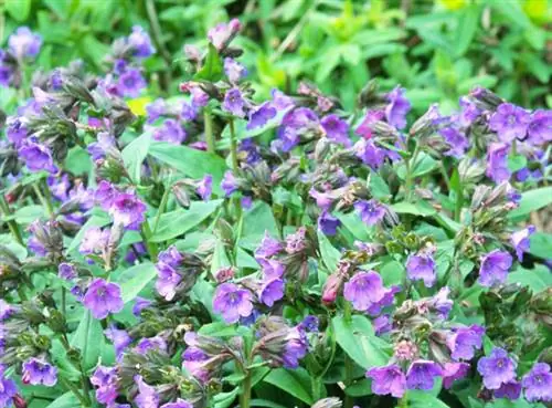 Как вырастить медуницу «Blue Ensign»