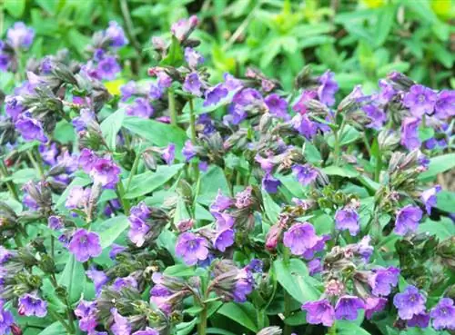 Как вырастить медуницу «Blue Ensign»