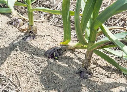 Чеснок «Виолет Гермидур» на песчаной подушке. Потребность чеснока в воде невелика. Напротив, предпочитает дренированную почву - Les Jardins du Gué.