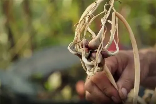 Выращивание лука рокамболь в огороде