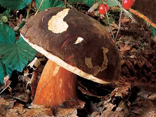 Белый гриб бронзовый (Boletus aereus): узнайте его