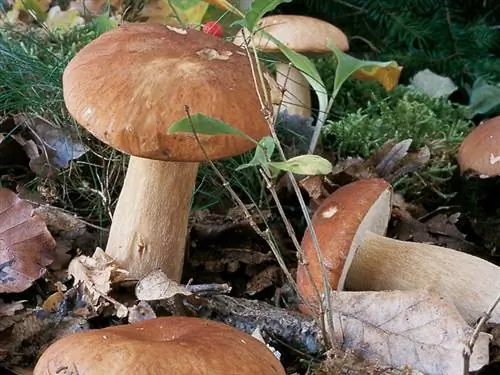 Белый гриб летний (Boletus aestivalis): идентификационный паспорт