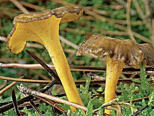 Лисичка желтеющая (Craterellus lutescens)