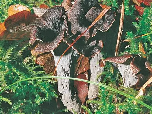 Труба мертвых (Craterellus cornucopioides)