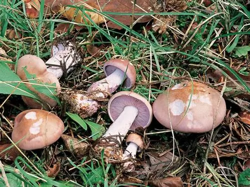 синеногие грибы