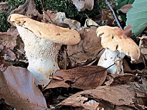 Определите: овечья лапка (Hydnum repandum), чтобы не запутаться
