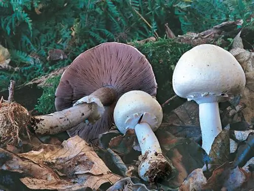 Анисовый опят (Agaricus silvicola): как распознать