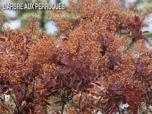 Париковое дерево (Cotinus coggygria)