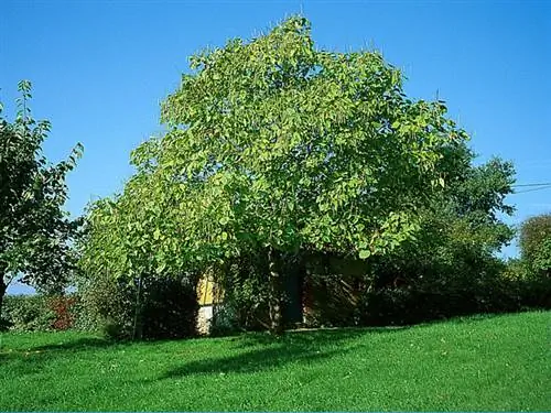 Выращивание катальпы (Catalpa bignonioides)