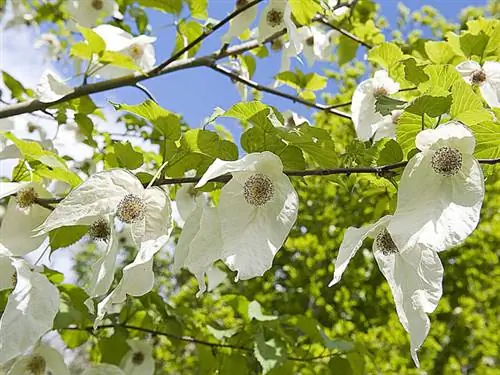 Платковое дерево (Davidia involucrata)